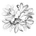 Lily bouquet sketch vector graphics