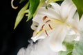 Lily branch close-up in the rays of light on a black background. delicate, white flower. contours of a flower in atmospheric dark Royalty Free Stock Photo