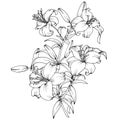 1210 lily, branch with flowers of lilies, black and white pattern, vector illustration, isolate