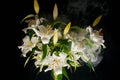 Lily branch in the rays of light on a black background. delicate, white flower. contours of a flower in atmospheric dark Royalty Free Stock Photo