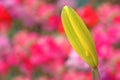 Lily Bud Royalty Free Stock Photo