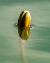 Lily bud on water surface of lake Royalty Free Stock Photo