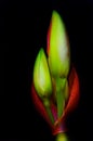 Lily Buds