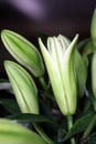 Macro close-up shot of lily buds about to bloom.