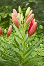 Lily buds opened on flower bed Royalty Free Stock Photo