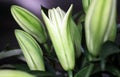 Macro close-up shot of lily buds about to bloom.