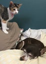 Calico Kitten And Chihuahua Royalty Free Stock Photo