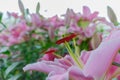 Lily bulb, pink lily flower in garden background