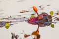 Lily in Choebe river Royalty Free Stock Photo