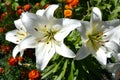 Lily close-up. Varietal white lily flowers. Beautiful flowering garden shrubs blooming in summer Royalty Free Stock Photo