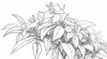 Free Lily Coloring Pictures In Ambient Occlusion Style