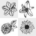 Lily, daisy and rose, narcissus sketch, seamless pattern