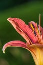 A Lily a day Royalty Free Stock Photo