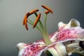 Lily detail of stamen and petals