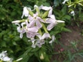 Liliaceae