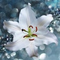 Lily flower on background with bokeh effects. Royalty Free Stock Photo