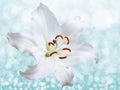 Lily flower on background with bokeh effects. Royalty Free Stock Photo