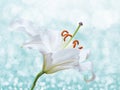 Lily flower on background with bokeh effects. Royalty Free Stock Photo