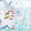 Lily flower on background with bokeh effects. Royalty Free Stock Photo