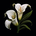 Detailed Character Illustration Of White Calla Lilies On Black Background