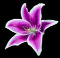 Lily flower on black isolated background with clipping path. Closeup. For design. Royalty Free Stock Photo