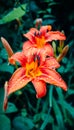 Lily flower blooming in the garden on a summer day after rain. Flower petals covered with water droplets. Image with selective foc Royalty Free Stock Photo