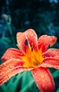 Lily flower blooming in the garden on a summer day after rain. Flower petals covered with water droplets. Image with selective foc Royalty Free Stock Photo