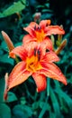 Lily flower blooming in the garden on a summer day after rain. Flower petals covered with water droplets. Image with selective foc Royalty Free Stock Photo