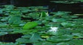 Lily flower blossoms or amazing lotus blooming on pond. White wa