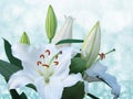 Lily flower on blue background with bokeh effects. Royalty Free Stock Photo