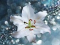 Lily flower on blue background with bokeh effects. Royalty Free Stock Photo