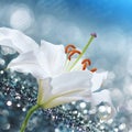 Lily flower on blue background with bokeh effects. Royalty Free Stock Photo