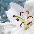 Lily flower on blue background with bokeh effects. Royalty Free Stock Photo