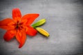 Lily flower with buds on a gray background.