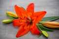 Lily flower with buds on a gray background.