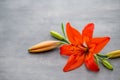 Lily flower with buds on a gray background.