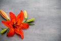 Lily flower with buds on a gray background.