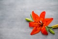 Lily flower with buds on a gray background.