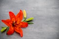 Lily flower with buds on a gray background