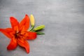 Lily flower with buds on a gray background.