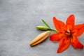 Lily flower with buds on a gray background.