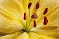 Lily flower, close-up photography. Yellow Lily flower texture with drops of water. Floral macro photography Royalty Free Stock Photo