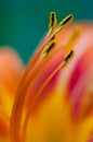 Lily flower close-up