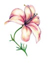 Lily Flower in Color with Long Stamen and Stem