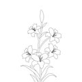 lily flower coloring page drawing for kids activities art with line drawing illustration Royalty Free Stock Photo