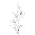 Lily flower coloring page drawing for kids activities art with line drawing illustration Royalty Free Stock Photo