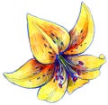 Lily flower drawing with crayons, white background