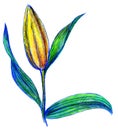 Lily flower drawing with crayons, white background