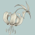 Lily flower engraving or ink drawing. Vector Royalty Free Stock Photo