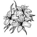 Lily flower engraving style vector illustration Royalty Free Stock Photo